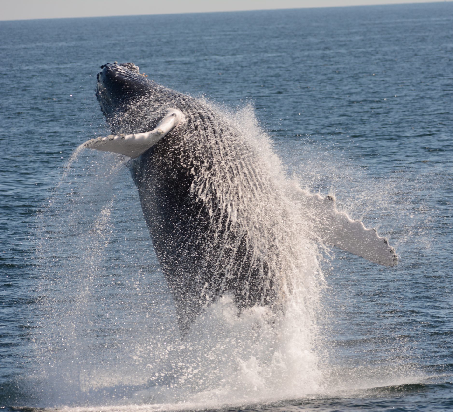 Whale Sense
