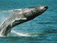 About Whale Sense