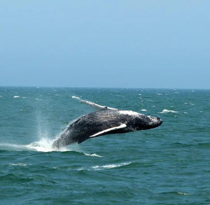 Whale & Dolphin Watching