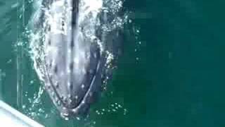 Whale Watcher Videos - The Cape May Whale Watcher