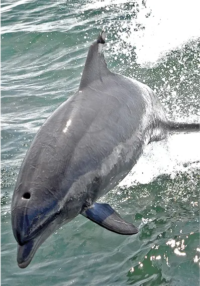 Dolphin Watching