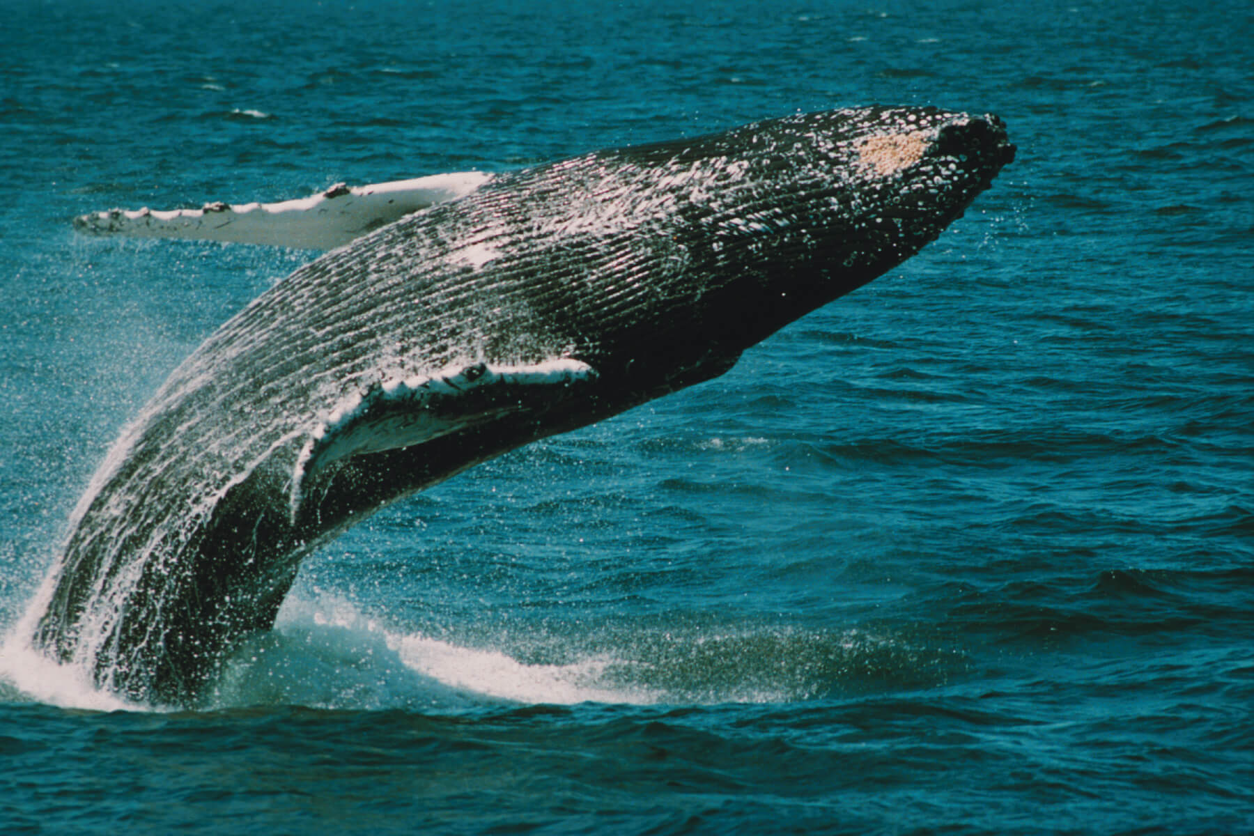 Types Of Whales