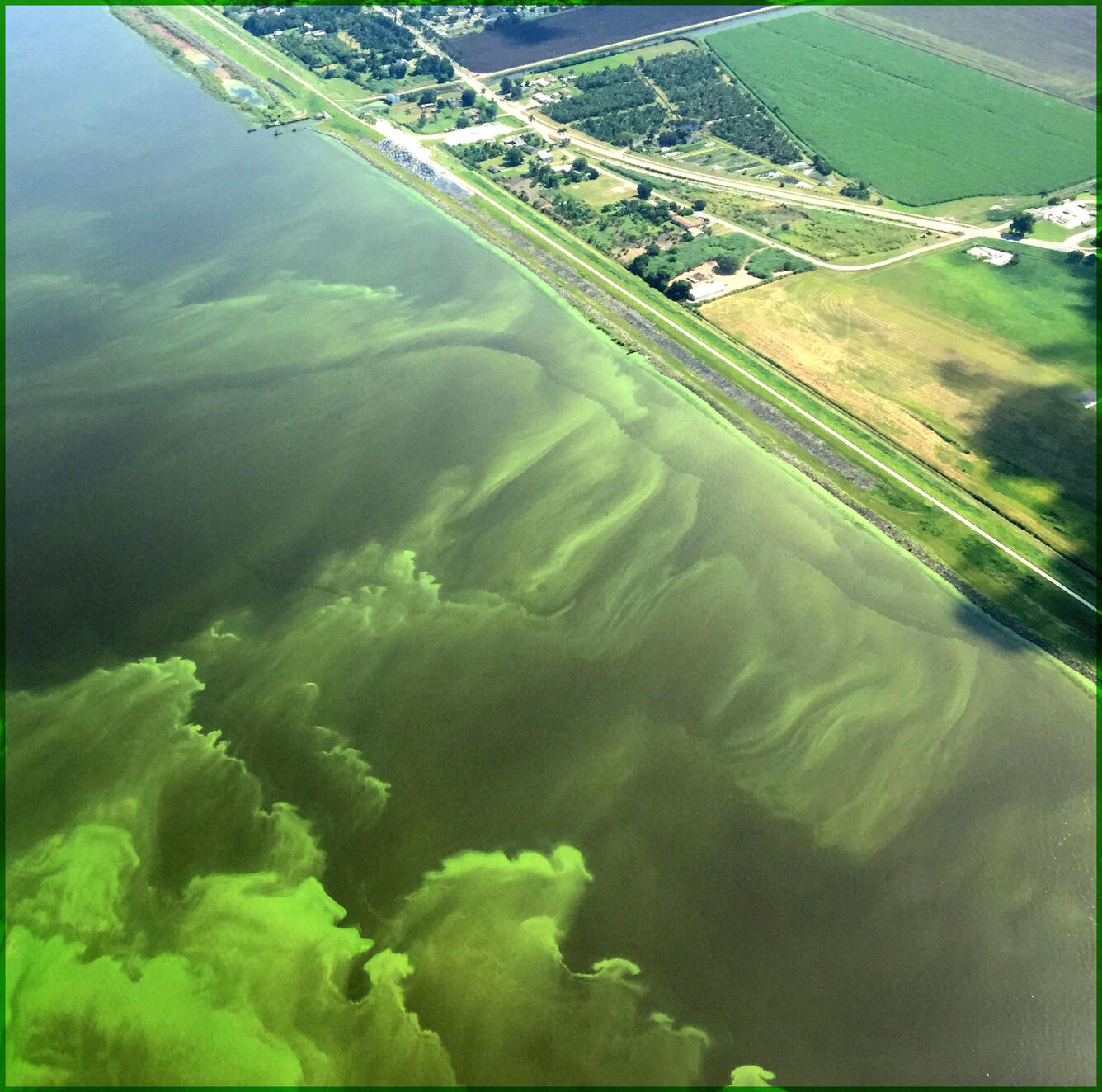 Harmful Algal Blooms: Little Plants Causing Big Problems