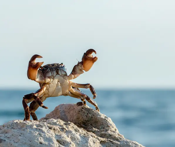 crabbing