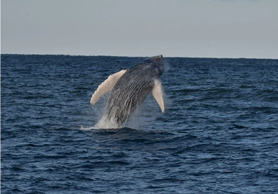 Humpback whales