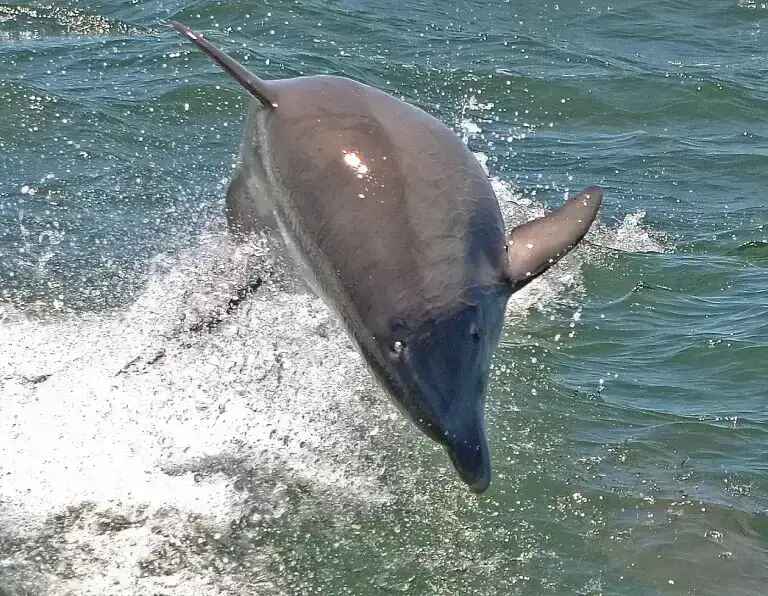 Daily Cruises - The Cape May Whale Watcher